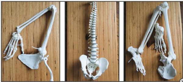 Anatomie und Yoga